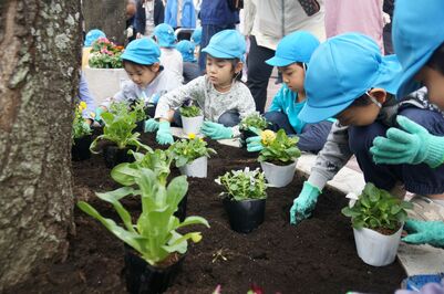 園児たちの花植え