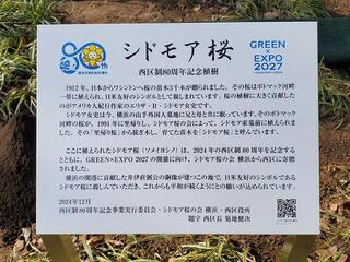 シドモア桜と共に看板も設置