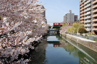 桜の写真を掲載しているページです