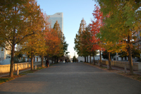 紅葉の写真を掲載しているページです