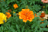 花の写真を掲載しているページです