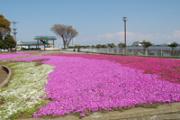 柴桜