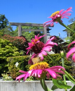 伊勢山皇大神宮写真