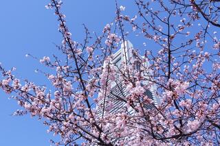 日本丸メモリアルパーク桜の写真