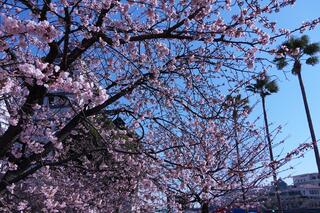 日本丸メモリアルパーク桜の写真