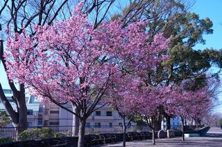 野毛山公園桜の写真