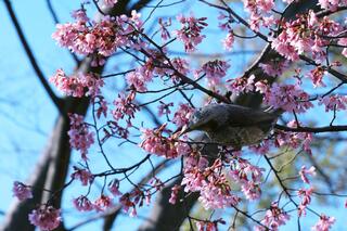 野毛山公園桜の写真