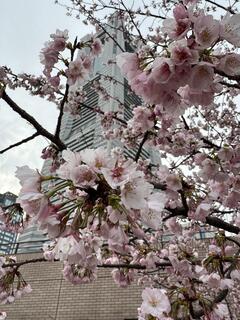 日本丸メモリアルパーク桜の写真