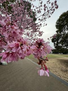 野毛山公園桜の写真
