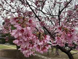 野毛山公園桜の写真