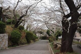 掃部山公園桜の写真