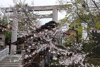 伊勢山皇大神宮桜の写真