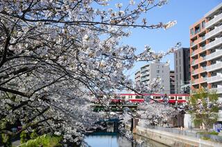 石崎川プロムナードの桜の写真