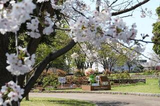 野毛山公園の桜の写真