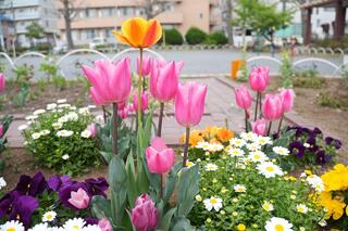 大谷公園チューリップの写真