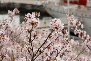 さくら通りの桜の写真