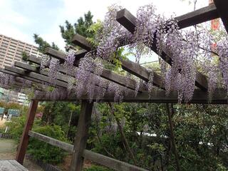 平沼さわやか公園の藤の写真