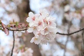 3月3日の掃部山公園(玉縄桜)