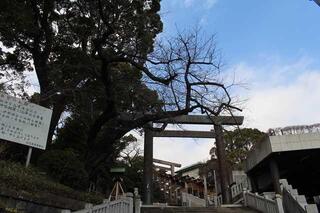 3月3日の伊勢山皇大神宮の写真