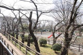 3月3日の野毛山公園風景写真