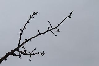 3月8日の横浜イングリッシュガーデン脇の桜つぼみの写真