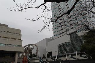 3月8日のさくら通りの桜つぼみの写真