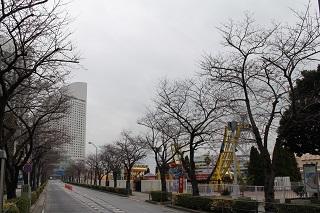 3月8日のさくら通りの桜つぼみの写真