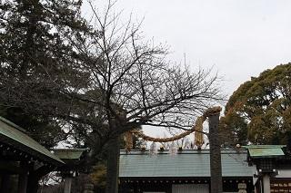 3月8日の伊勢山皇大神宮の桜つぼみの写真
