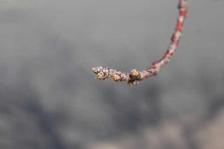 3月10日の横浜イングリッシュガーデン脇の桜つぼみの写真