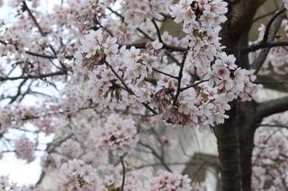 3月10日の掃部山公園(玉縄桜)