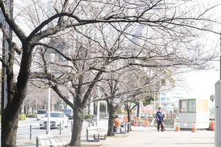 3月10日のさくら通りの写真