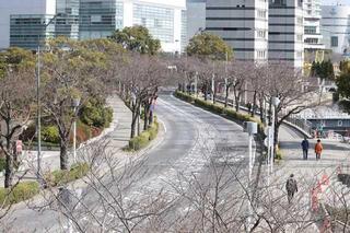 3月10日のさくら通りの写真