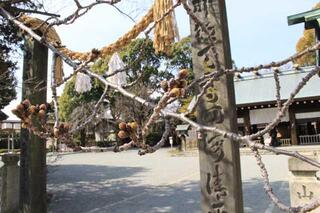 3月10日の伊勢山皇大神宮の桜つぼみの写真