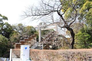 3月10日の伊勢山皇大神宮の桜の写真