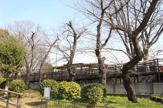 3月10日の野毛山公園の写真