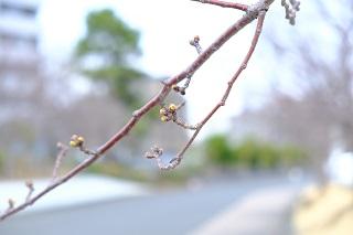 3月16日の横浜イングリッシュガーデン脇の桜つぼみの写真