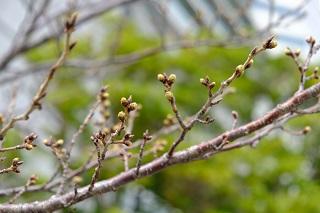 3月16日のさくら通りの桜のつぼみの写真