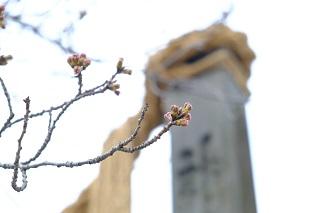 3月16日の伊勢山皇大神宮の桜のつぼみの写真