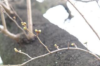 3月16日の掃部山公園の桜のつぼみの写真