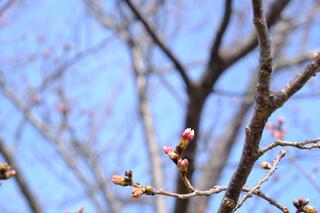 3月23日の横浜イングリッシュガーデン脇の桜つぼみの写真