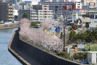 3月28日の横浜イングリッシュガーデン脇の桜の写真
