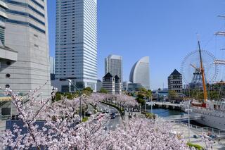 3月28日のさくら通りの桜の写真