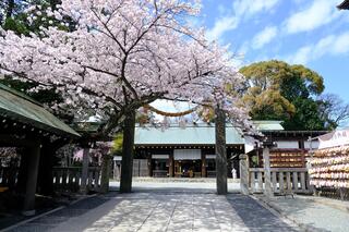 3月28日の伊勢山皇大神宮の桜の写真