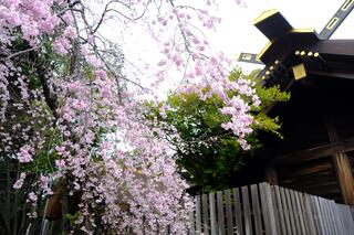 ４月１日の伊勢山皇大神宮の桜の写真
