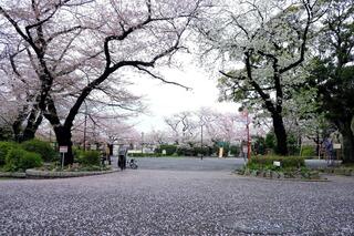 ４月１日の掃部山公園の桜の写真