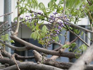 4月11日の楠町公園の藤の写真です