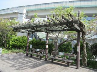 4月11日の楠町公園の藤の写真です