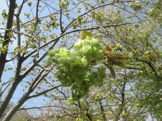 4月11日の社宮司公園の桜の写真です