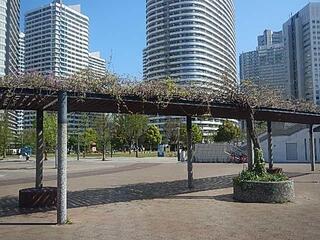 4月12日の高島中央公園の藤の写真です。