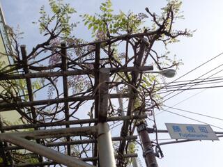 4月12日の藤棚一番街の藤の写真です。